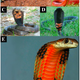The cobra’s dramatic hood and its coloring is a defensive signal that basically says, “Back off or die.” (Image: N. Panagides et al., 2017/Toxins)